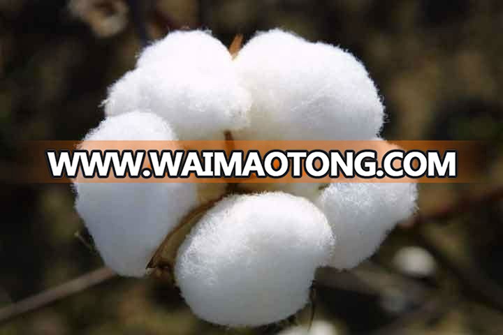 Wholesale High Quality Cheap Pakistan Raw Cotton